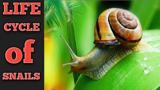 Snails story facts for Kids Snails Life what to eat and smell [upl. by Mirabel]