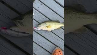 flip flop goes the fish 🎣 fishing fish bassfishing fishinglife catchandrelease wildlife [upl. by Haliled]