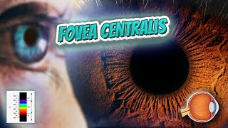 Fovea centralis Your EYEBALLS 👁️👁️💉😳💊🔊💯✅ [upl. by Naujik]