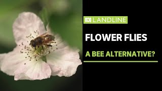 Using flies to pollinate crops  Landline  ABC News [upl. by Laamaj]