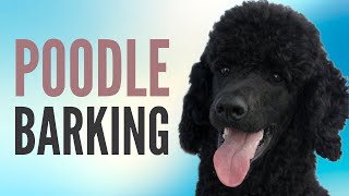 Poodle Barking Sounds  Dog Barking Sound Effects [upl. by Eyanaj]