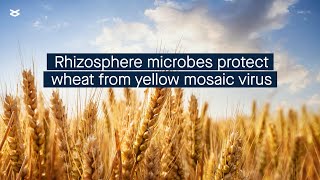 Rhizosphere microbes protect wheat from yellow mosaic virus [upl. by Tavy554]