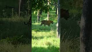 Swastik pench beast wildlife bigcat india tiger beast [upl. by Lennon629]