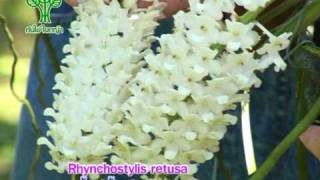 Rhynchostylis retusaกล้วยไม้ไทยไอยเรศ [upl. by Tamera253]