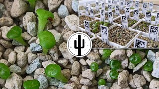 🌱 Lithops and Conos 3 weeks after sowing [upl. by Oetomit650]