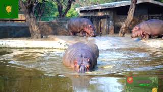 ANIMAL SOUNDS  HIPPO SOUND  MAMMAL Names and Sounds [upl. by Retsehc]