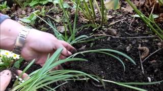 Propagating snowdrops Galanthus by bulb division [upl. by Nylrad22]