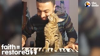 This Guy LOVES Playing Piano For His Rescue Cats  The Dodo FaithRestored [upl. by Odicalp]