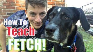 Everything YOU NEED to KNOW to TEACH your DOG a PERFECT FETCH [upl. by Quinton80]