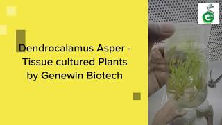 Dendrocalamus Asper Bamboo Tissue Cultured Plants by Genewin Biotech [upl. by Muiram]