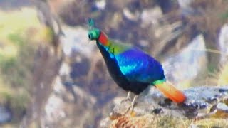 Himalayan Monal Male Bird  3 [upl. by Aifas798]