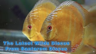 Santarem Wild Discus Video [upl. by Corkhill]