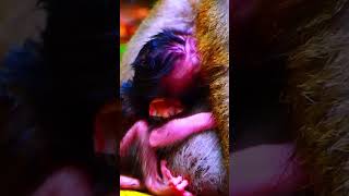 Wow omg look to newborn monkey babies hungry milk short videos of newborn monkey babies [upl. by Oibesue]