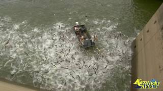 Electrofishing a Huge School of Asian Carp Below Barkley Dam [upl. by Odnaloy]