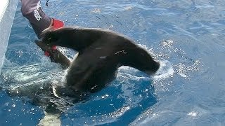 Hammerhead Shark caught using a Handline [upl. by Emelina88]