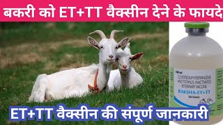 बकरी को ET  TT का वैक्सीन लगाने का सही तरीका  Raksha ET vaccine dose enterotoxemia etttvaccine [upl. by Pancho6]