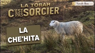 LA CHEHITA abattage rituel  La Torah cest pas sorcier [upl. by Dammahom]