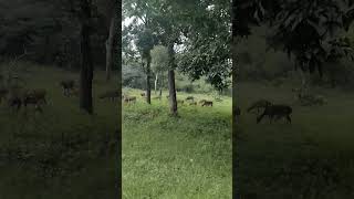 Bandipur Forest bandipurtigerreserve karnatakatourism wildlife [upl. by Aceber]