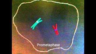 Mitosis claymation with prometaphase [upl. by Shanda]