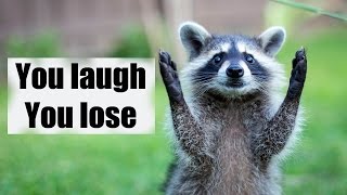 Try not to laugh or smile  Funny raccoon compilation 2017 [upl. by Chappelka719]