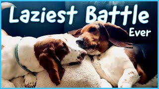 A Lazy Basset Hound Wrestling Match [upl. by Dwan]