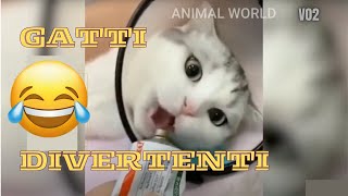 Gatti divertenti 😹 prova a non ridere animali natura  Il Mondo Animale 369 V01 [upl. by Cumings]