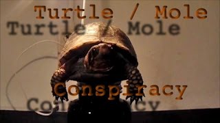 Turtle  Mole Conspiracy [upl. by Lien436]