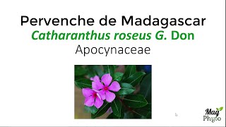 Les vinca alcaloïdes anticancéreux de la pervenche de Madagascar Catharanthus roseus G Don [upl. by Shandy]