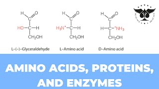 Amino acids proteins and enzymes  Biology 1  MCAT ACE [upl. by Adnirem634]