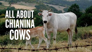 Chianina Cows – Everything You Should Know [upl. by Aehtla401]