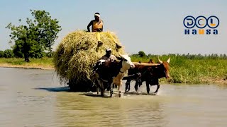 Yadda manoman Zabarmari jihar Borno suka tabka asarar amfanin gona a kakar bana [upl. by Anhcar407]