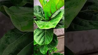 Greenest fiddle leaf fig tree garden gardening fiddleleaffig [upl. by Teresina12]