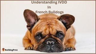 Understanding IVDD in French Bulldogs [upl. by Teufert564]