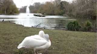 pelican devouring a pigeon  St Jamess Park London [upl. by Harness]