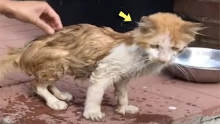 A Hungry Cat Appears in a Mans Backyard and Begs for Help [upl. by Hegyera237]