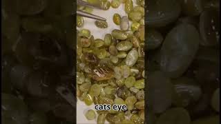 cats eye gemstone jewelry [upl. by Adelbert]