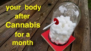 Your Body ● After Smoking Cannabis for a Month [upl. by Annala124]