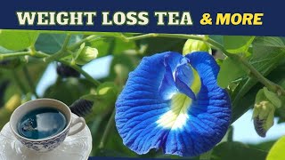 Butterfly Pea Flower Tea Clitoria Ternatea BENEFITS amp RECIPE  Earths Medicine [upl. by Airamesor]