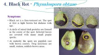 Diseases of Pear  Fruit Crops  Plant Pathology  Exam Oriented Discussions [upl. by Keelby456]