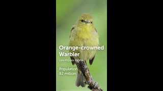 Orangecrowned Warbler Bird of The Week [upl. by Ecirehc829]