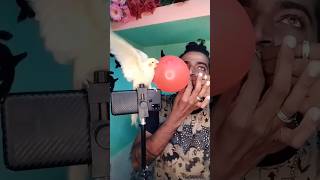 என்கிட்ட கொடுப்பாballoon redballoon comedytamil cockatielfinalbuhari0490 cockatiel trending [upl. by Avehsile484]