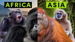 All 4 Types of NonHuman Ape  A Detailed Comparison [upl. by Ocirrej]