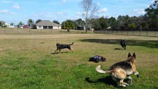 Dogs chasing RC Car  see them in action [upl. by Frieda762]