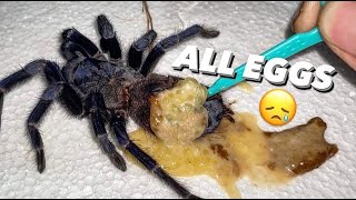 Tarantula abdomen EXPLODED WITH EGGS Egg bound or  2nd TIME THIS WEEK [upl. by Ruelle]