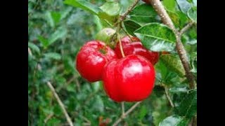 Acerola Cherry Bonsai barbados malpighia glabra [upl. by Grosberg]