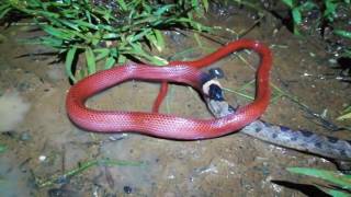 Mussurana Clelia clelia feeding on a larger prey Leptodeira ornata [upl. by Virgie]