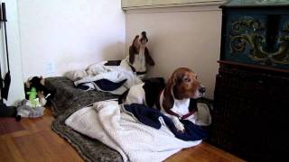 Floppy the Basset Hound Sings Along to Piano [upl. by Penni]