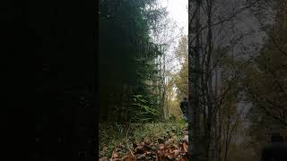 the der wanderer hiker nature natural walk walking cool great wow shorts video forest o [upl. by Horlacher]