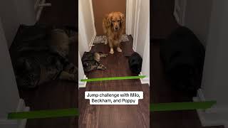 Halloween Jump Challenge With Milo catshorts funnycats [upl. by Ikey]