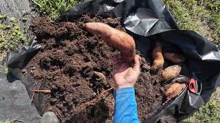 TIME TO CHECK ON THE SWEET POTATOES backyardvegetablegarden [upl. by Wilhelm]